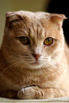 cat14