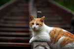 cat14