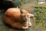 cat17