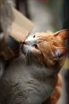 cat18