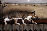 cat1