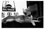 cat31