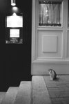 cat4