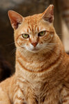 cat7