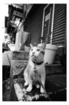 cat8