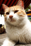 cat8