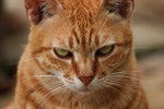 cat8