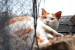 cat9