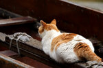 cat9