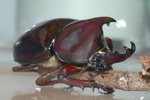 Male