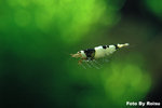 Flying-Black-01