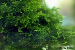 Riccardia Chamedryfolia