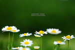 IMG_0584 copy