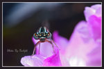 _DSC3672______