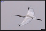 Bird01101