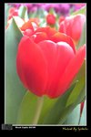 flower04