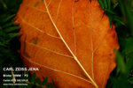 nEO_IMG_IMG_4288