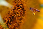 IMG_8532s