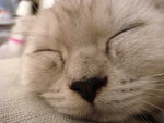 DSC00785