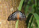 
�®S����(�v��h����) Chocolate Tiger
DSCN0597s