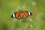 �괳�� Common Tiger
DSC_5219s