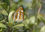 �ȯ]�a�潺 Common Sergeant 
DSC_6657s