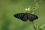 ���Y���� Ceylon Blue Glassy Tiger
DSC_6728s