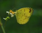 �e������� Common Grass Yellow
DSC_6732s