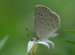 �N�ǽ� Dark Grass Blue 
DSC_7781bs
