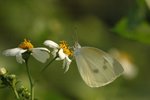 �F��毻�� Indian Cabbage White
DSC_8270s
