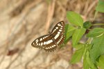 �ȯ]�a�潺 Common Sergeant
DSC_8341s