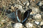 �[���潺 Blue Admiral
DSC_9103s