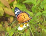 �p�\�潺 Indian Fritillary
DSC_9294ss