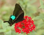 �ھ��A�� Paris Peacock
dsc_1703s
