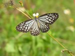 �S���� Glassy Tiger