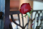 IMG_5299 copy