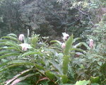 weird flowers