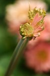 IMG_4746