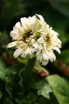 IMG_4747