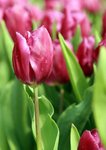 IMG_4197-1