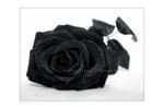 ___Black_rose____by_Liek