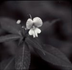 
Pentacon 6TL CZJ Biometar 80/2,8 + macro extension   Lucky 100 SHD @ �s��P�{������