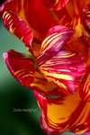 IMG_7115e1-