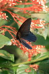 IMG_7342_resize