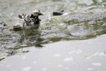 IMG_1093_resize_C