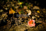 IMG_0302_resize