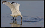IMG_0036Awf