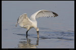 IMG_0037Awf