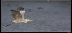 IMG_0066ACwf