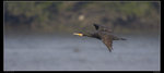 IMG_0078Awf